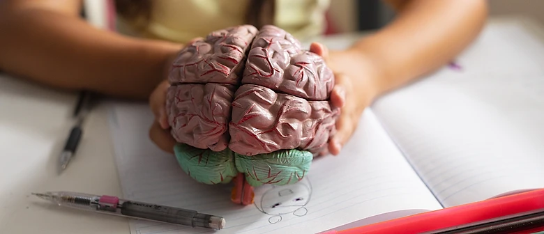Estudante explorando um modelo anatômico de cérebro
